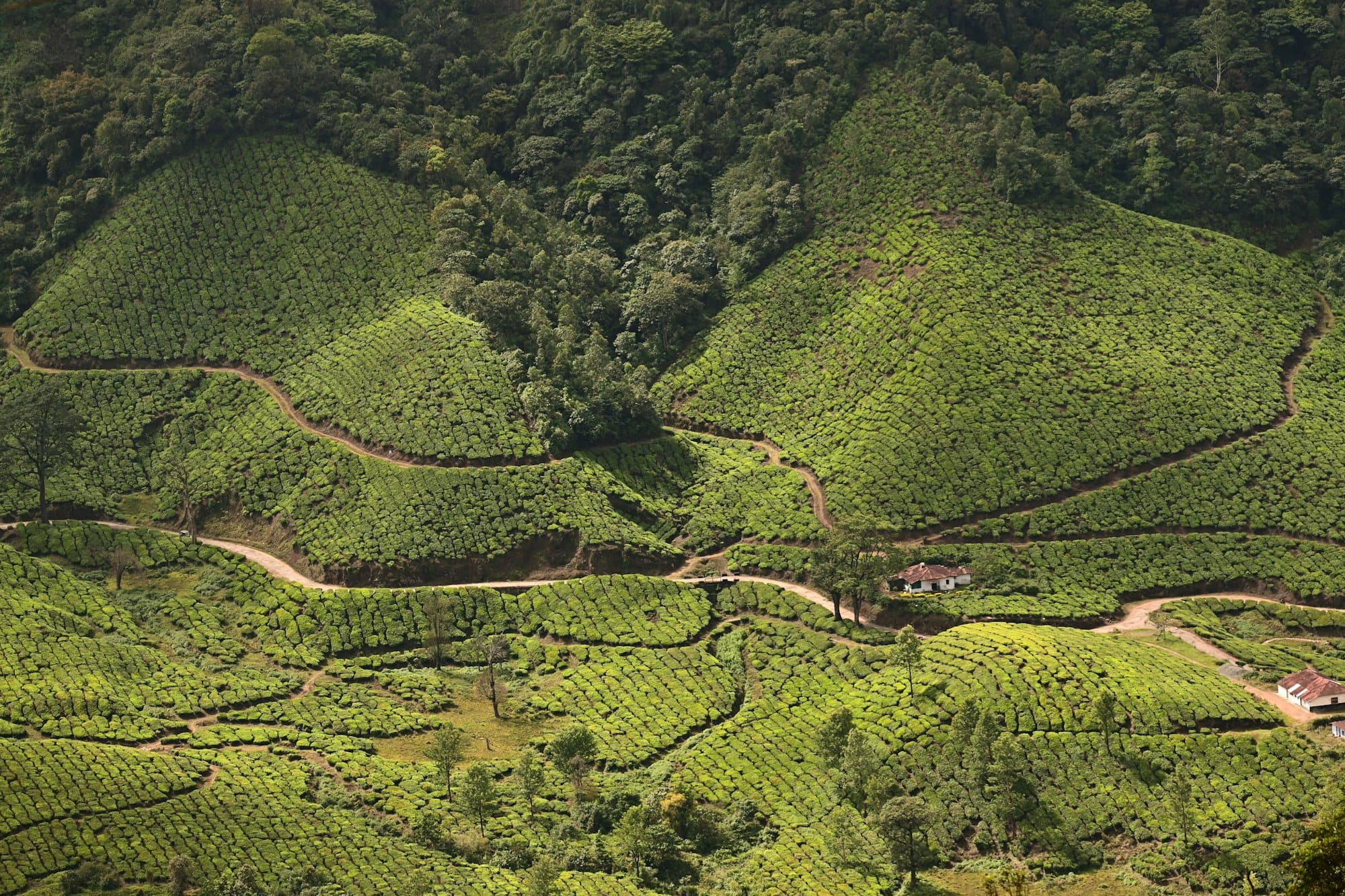 An aerial view of terraced tea estates and winding paths